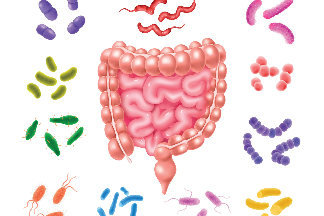 Mikrobiota intestinale dhe roli i probiotikëve në ruajtjen e ekuilibrit saj